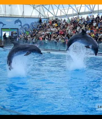 خرید بلیط پارک دلفین‌ ها در کیش